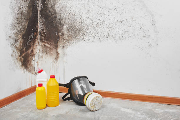 Best Emergency Mold Remediation in Nneconne, WI