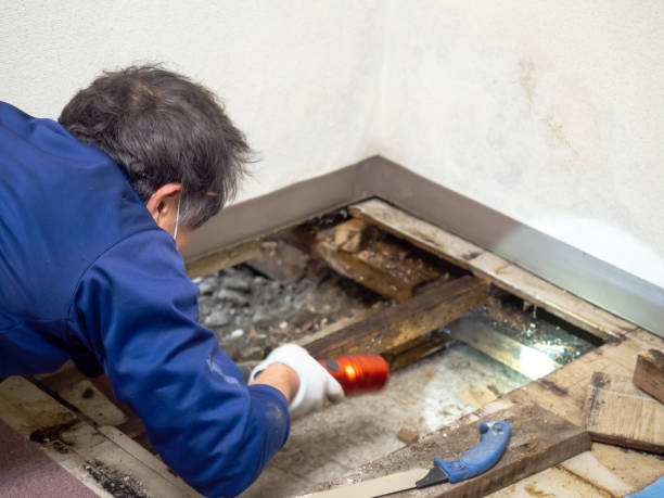 Best Residential Mold Remediation in Nneconne, WI