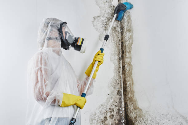 Best White Mold Remediation in Nneconne, WI