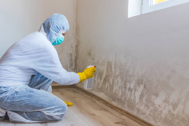 Best Post-Flood Mold Remediation in Nneconne, WI