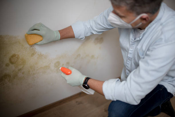 Best Industrial Mold Remediation in Nneconne, WI