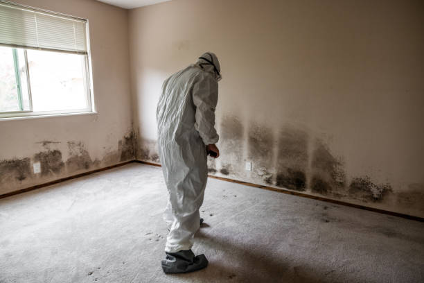 Best Emergency Mold Remediation in Nneconne, WI