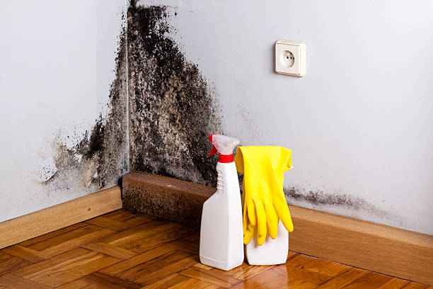 Best Crawl Space Mold Remediation in Nneconne, WI